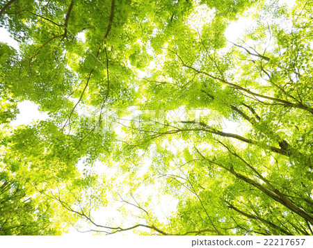 Fresh green maple 22217657