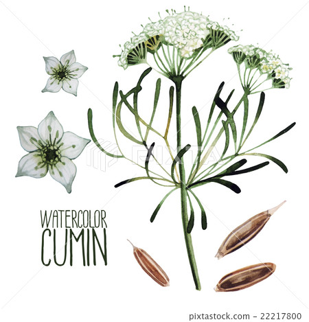 Watercolor cumin set 22217800
