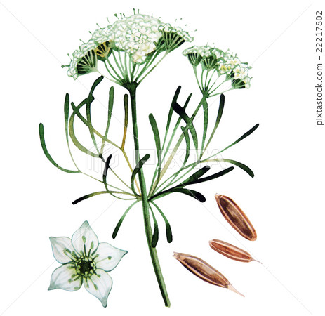 Watercolor cumin set 22217802