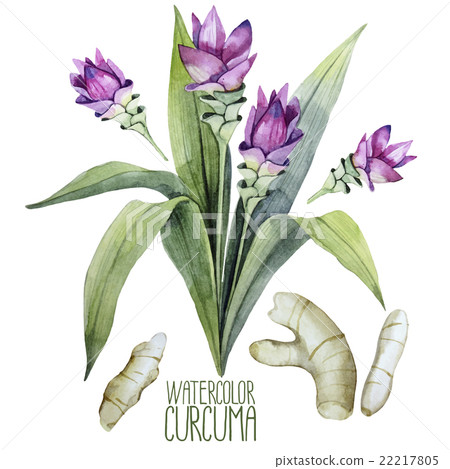Watercolor curcuma set Watercolor curcuma set 22217805
