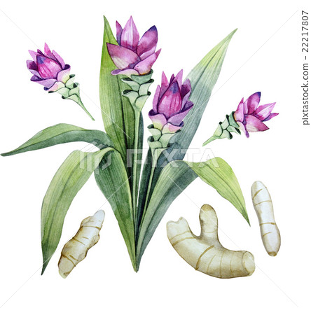 Watercolor curcuma set Watercolor curcuma set 22217807
