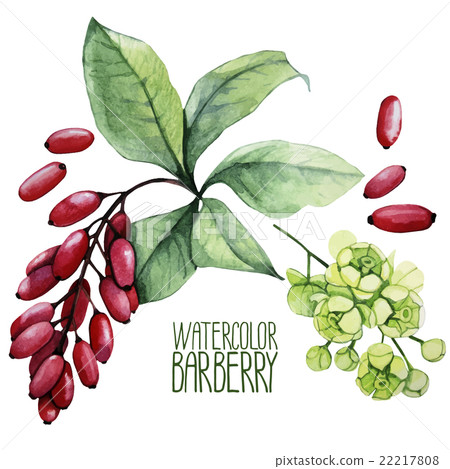 Watercolor barberry set 22217808