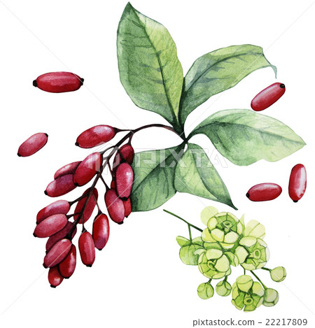 Watercolor barberry set Watercolor barberry set 22217809