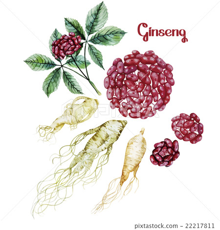 Watercolor ginseng root and berries Watercolor ginseng root and berries 22217811