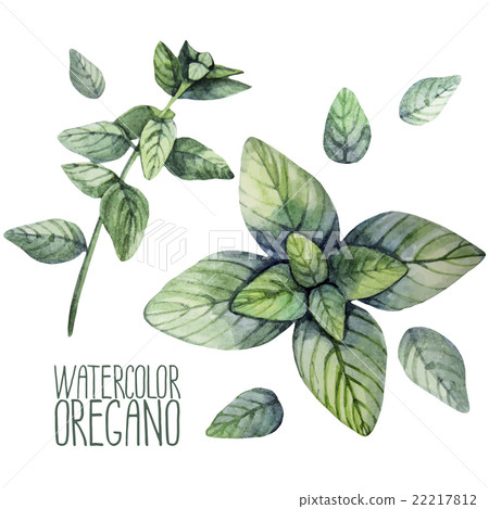 Watercolor oregano set Watercolor oregano set 22217812