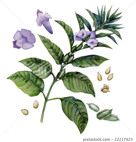 Watercolor sesame flowers 22217823