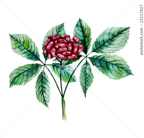 Watercolor ginseng berries Watercolor ginseng berries 22217827