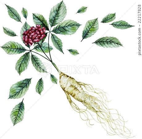Watercolor ginseng root and berries Watercolor ginseng root and berries 22217828