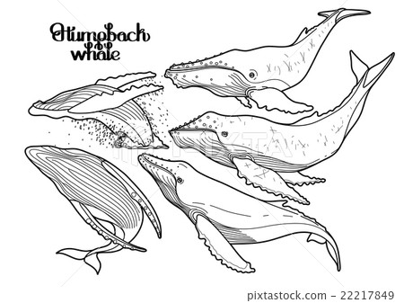 Graphic humpback whales Graphic humpback whales 22217849
