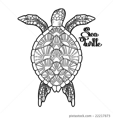 Hawksbill sea turtle Hawksbill sea turtle 22217873