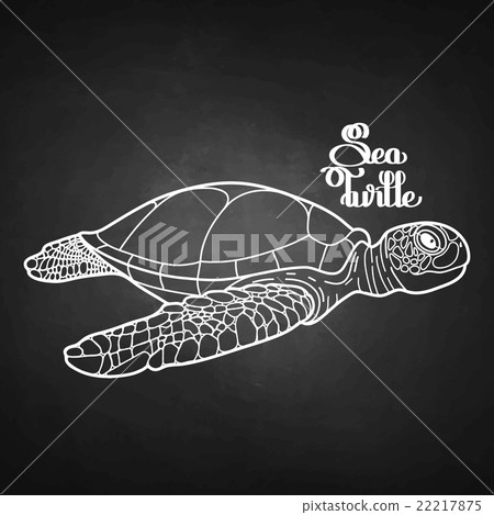Hawksbill sea turtle Hawksbill sea turtle 22217875