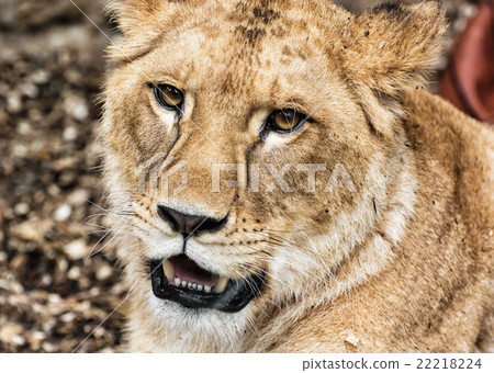 Barbary lioness portrait - Panthera leo leo, animal portrait 22218224