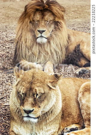 Couple of Barbary lions - Panthera leo leo, male and female 22218225
