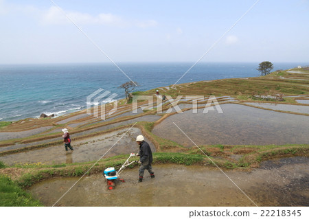 Noto's white rice one thousand sheets 22218345