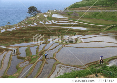 諾託的白米飯一千張 諾託的白米飯一千張 22218352
