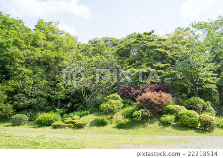 Lawn and trees in the park and the sky 22218514