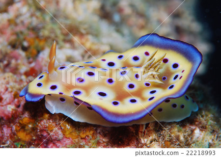 Otimoe Umi Otimoe Umi 22218993