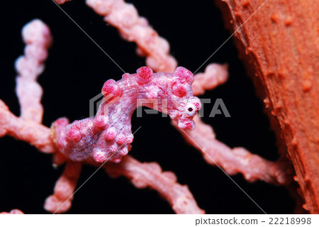 侏儒海水管 22218998