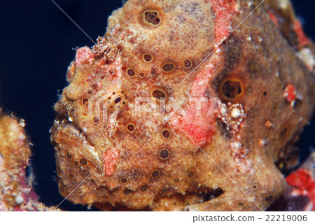 Frogfish Frogfish 22219006