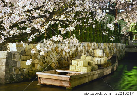 Cherry blossoms at Takase River Night view 22219217