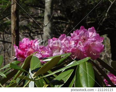 杜鵑花 22220115