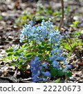 Ezoengogusa 22220673