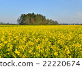 Rape blossoms 22220674