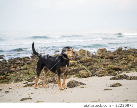 Dog on the beach 22220975