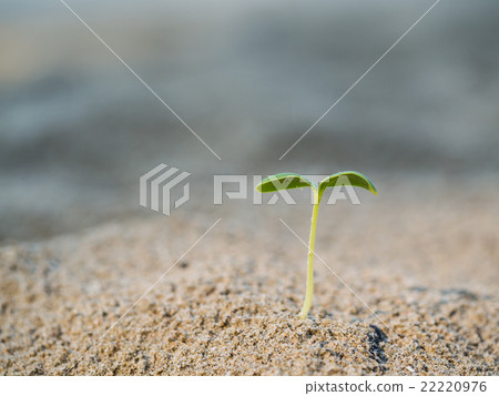 Small green plants 22220976