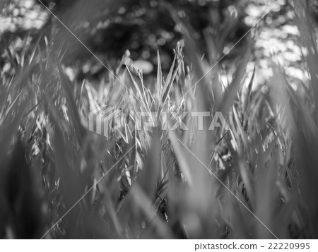 Fresh green grass in black and white mode Fresh green grass in black and white mode 22220995