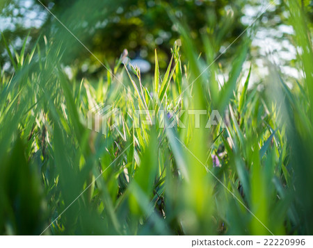 Fresh green grass in the park Fresh green grass in the park 22220996