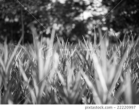 Fresh green grass in black and white mode Fresh green grass in black and white mode 22220997