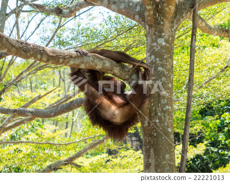 Young orangutan 22221013