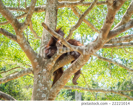 Young orangutan Young orangutan 22221014