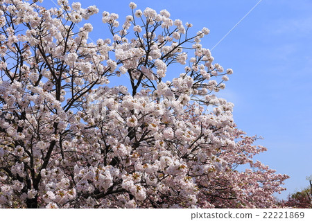 Osaka Mint Bureau · Cherry blossom walkthrough Osaka Mint Bureau · Cherry blossom walkthrough 22221869