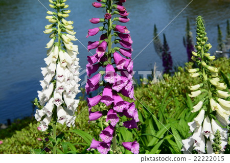 洋地黃 洋地黃 22222015