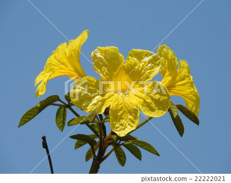 Brazilian national flower "Ipe" 22222021