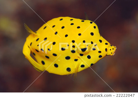 Minami Hako fu 22222047