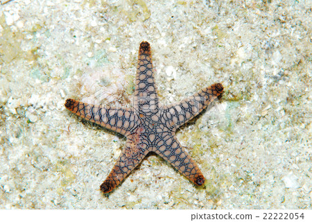 Starfish Starfish 22222054