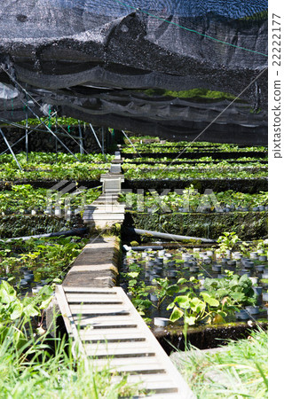 Wasabi Wasabi 22222177