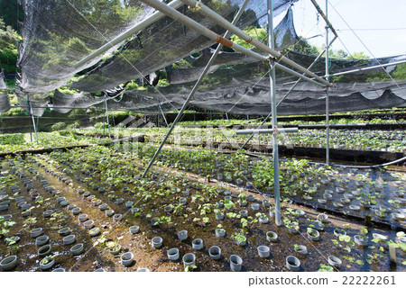 Cultivation of mountain Ao Cultivation of mountain Ao 22222261