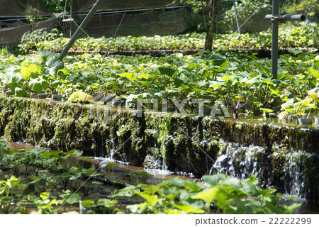 Yamao Farmland Clear Flow - Stock Photo [22222299] - PIXTA