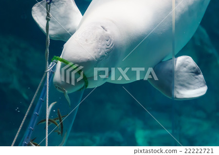 Beluga Beluga 22222721