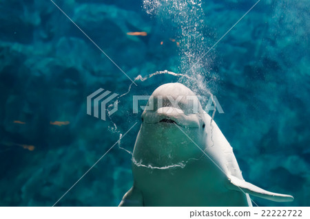 白鯨 白鯨 22222722