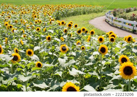 向日葵田 22223206