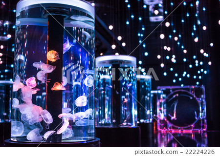 Epson Aquapark Shinagawa Jellyfish Rumble 22224226