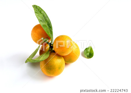 Kumquat on white background 22224743