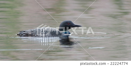 Common Loon, Gavia immer on overcast day on a lake Common Loon, Gavia immer on overcast day on a lake 22224774