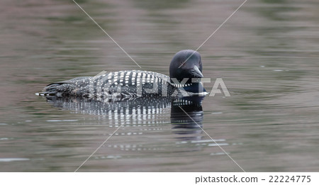 Common Loon, Gavia immer on overcast day on a lake 22224775