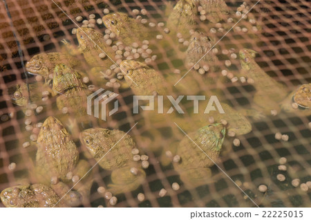 breeding frog under net for become food 22225015